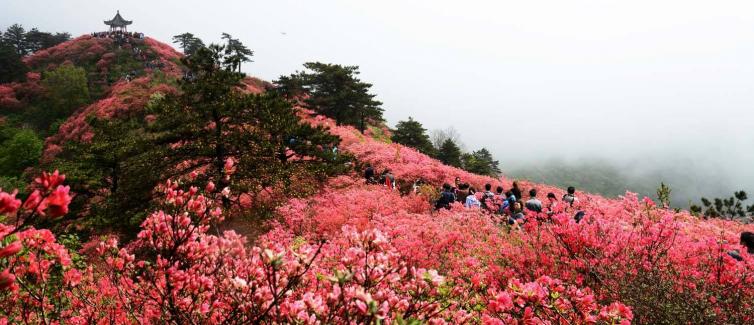 自驾花海赏花圣地自驾路线图攻略，带你寻找心中那片最美花海插图7