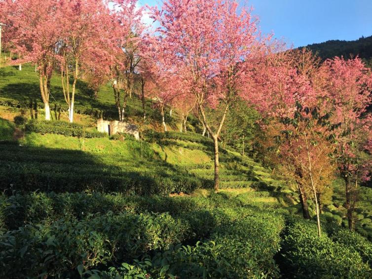 十一月国内最适合自驾游的好去处推荐，国内的初冬美景都在这里插图10