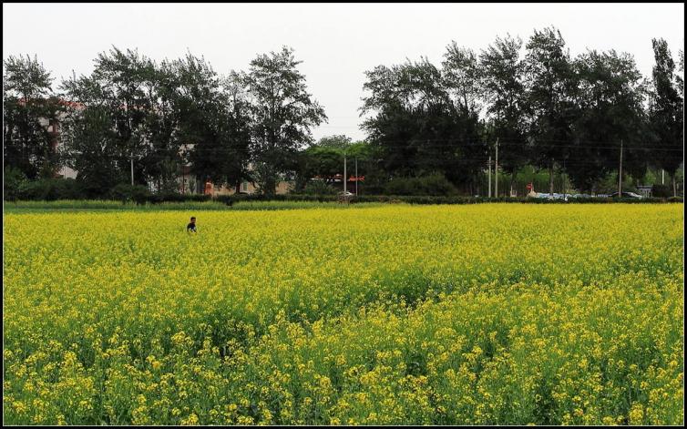 北京清明节周边自驾游最强攻略，10个北京市内能看花、露营、划船的自驾游好去处插图