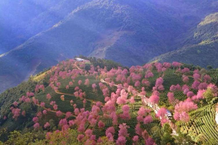 自驾花海赏花圣地自驾路线图攻略，带你寻找心中那片最美花海插图25