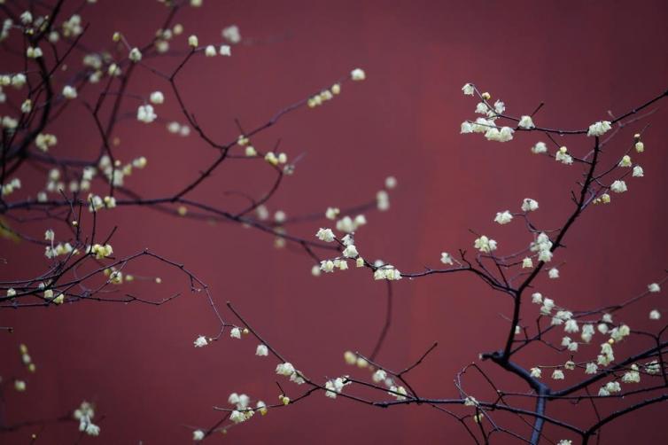 自驾花海赏花圣地自驾路线图攻略，带你寻找心中那片最美花海插图