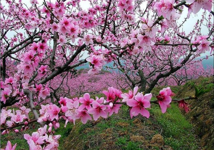 自驾花海赏花圣地自驾路线图攻略，带你寻找心中那片最美花海插图4